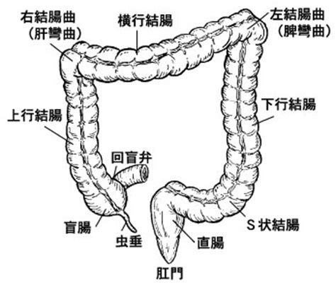 肝彎曲